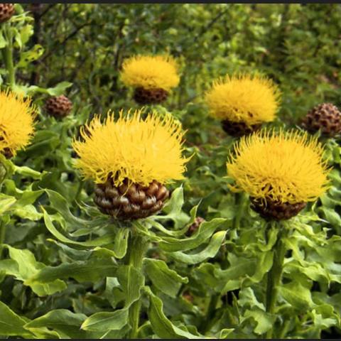 Globe Centaurea