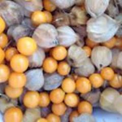 Golden Berry / Inca Berry