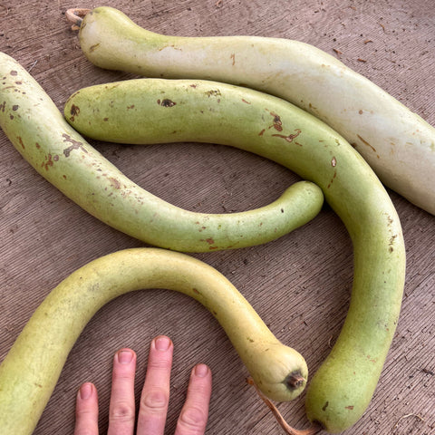 Gourd, Cucuzzi