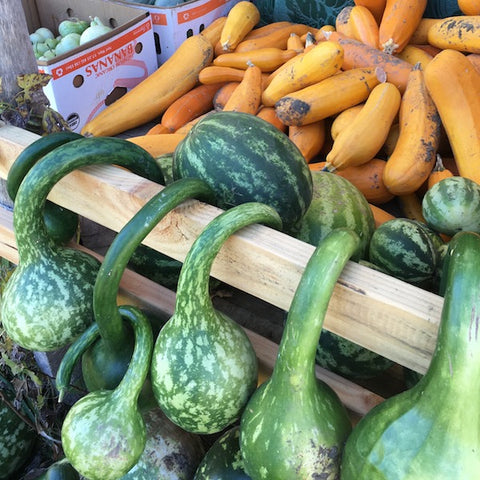 Gourd, Speckled Swan