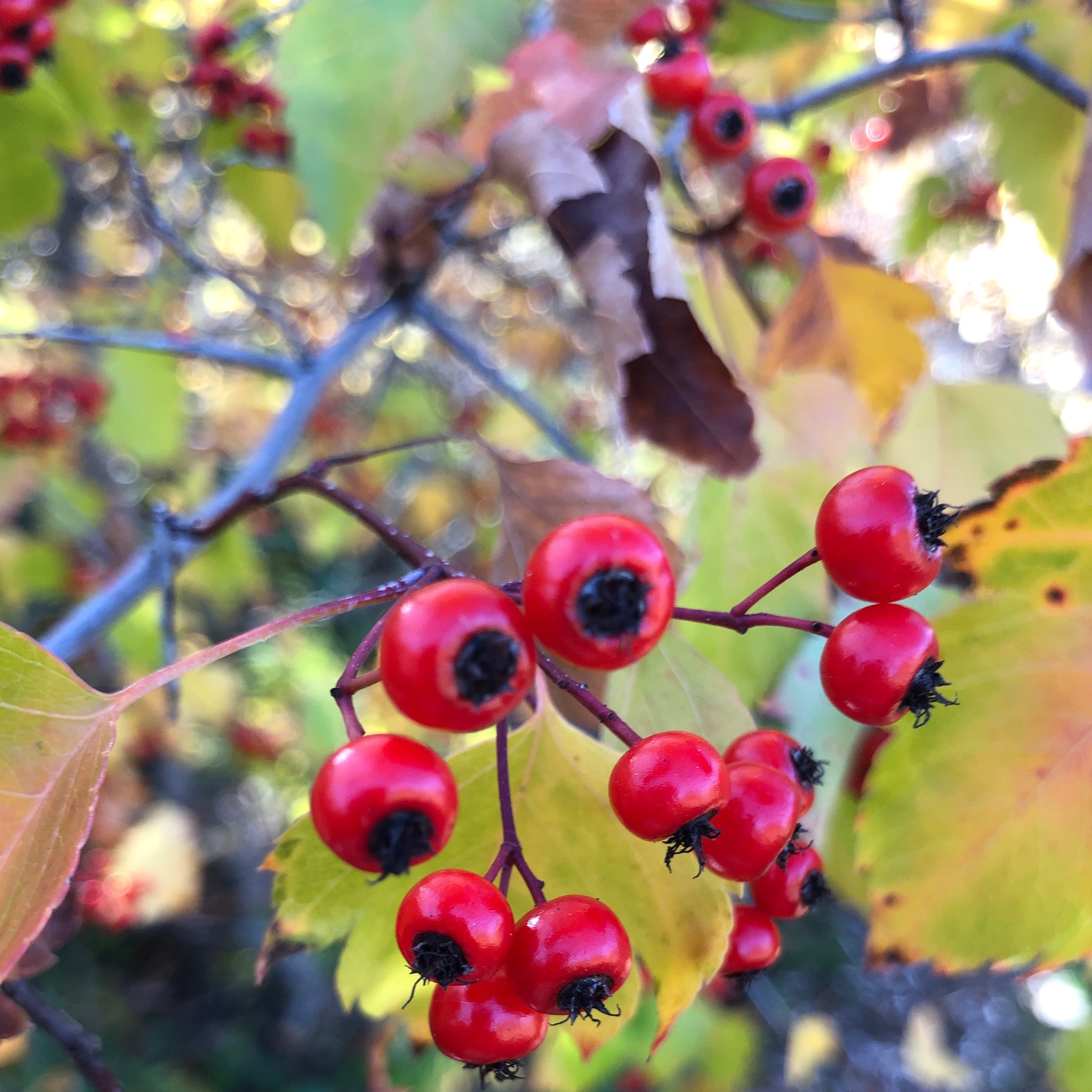 Hawthorn, Washington