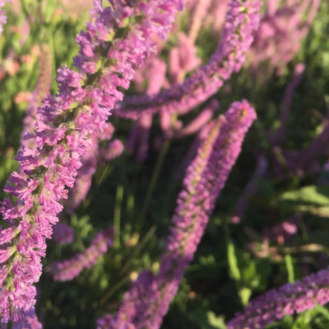 Pastel Everlastings Collection