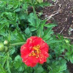 Geum