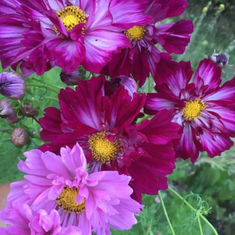 Cosmos, Double Click Mix