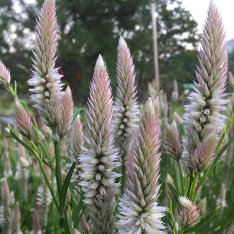 Celosia, Flamingo Feather