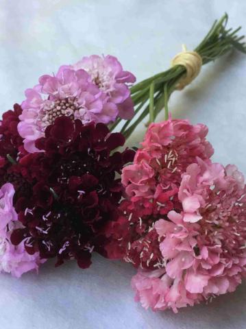 Scabiosa, Beauty Mix