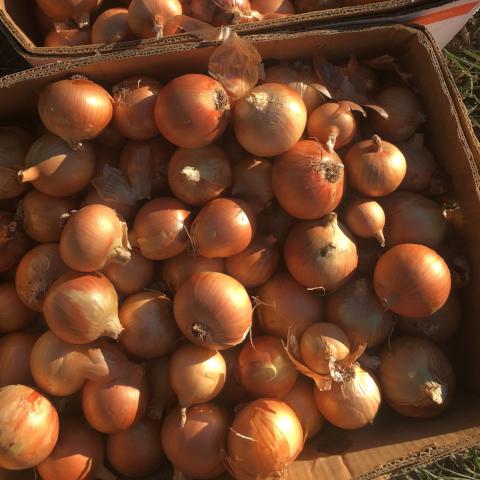 Onion, Siskiyou Sweet