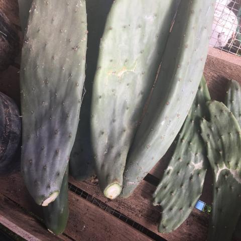 Cactus, Burbank Spineless