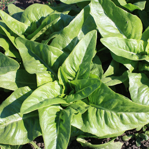 Lettuce, Amish Deer Tongue