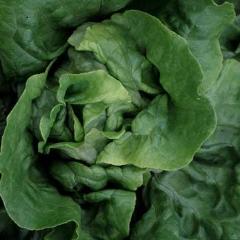 Lettuce, Optima