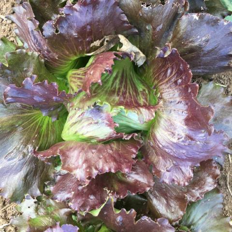 Lettuce, Pablo Batavian