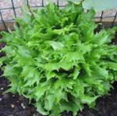 Lettuce, Reine de Glaces