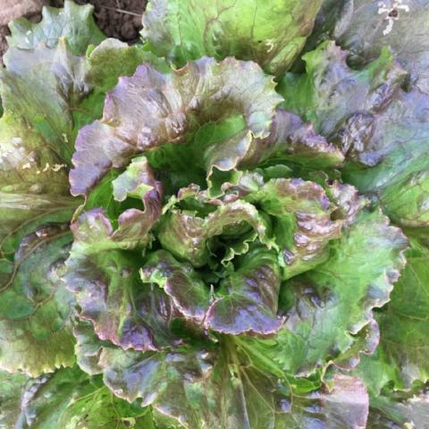 Lettuce, Sierra