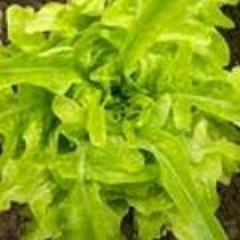 Lettuce, Thai Oakleaf