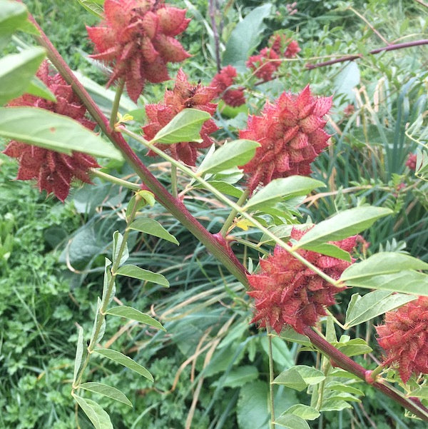 American Licorice, organic, open pollinated