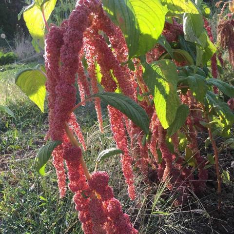 Love Lies Bleeding Amaranth, open pollinated, organic, cut flower
