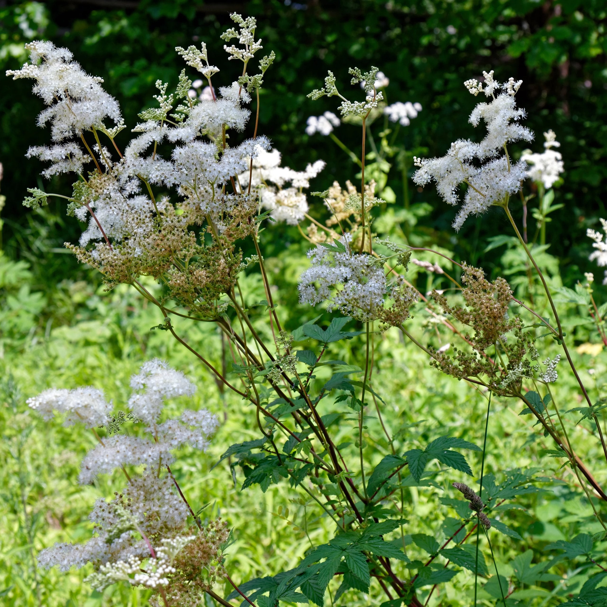 Meadowsweet