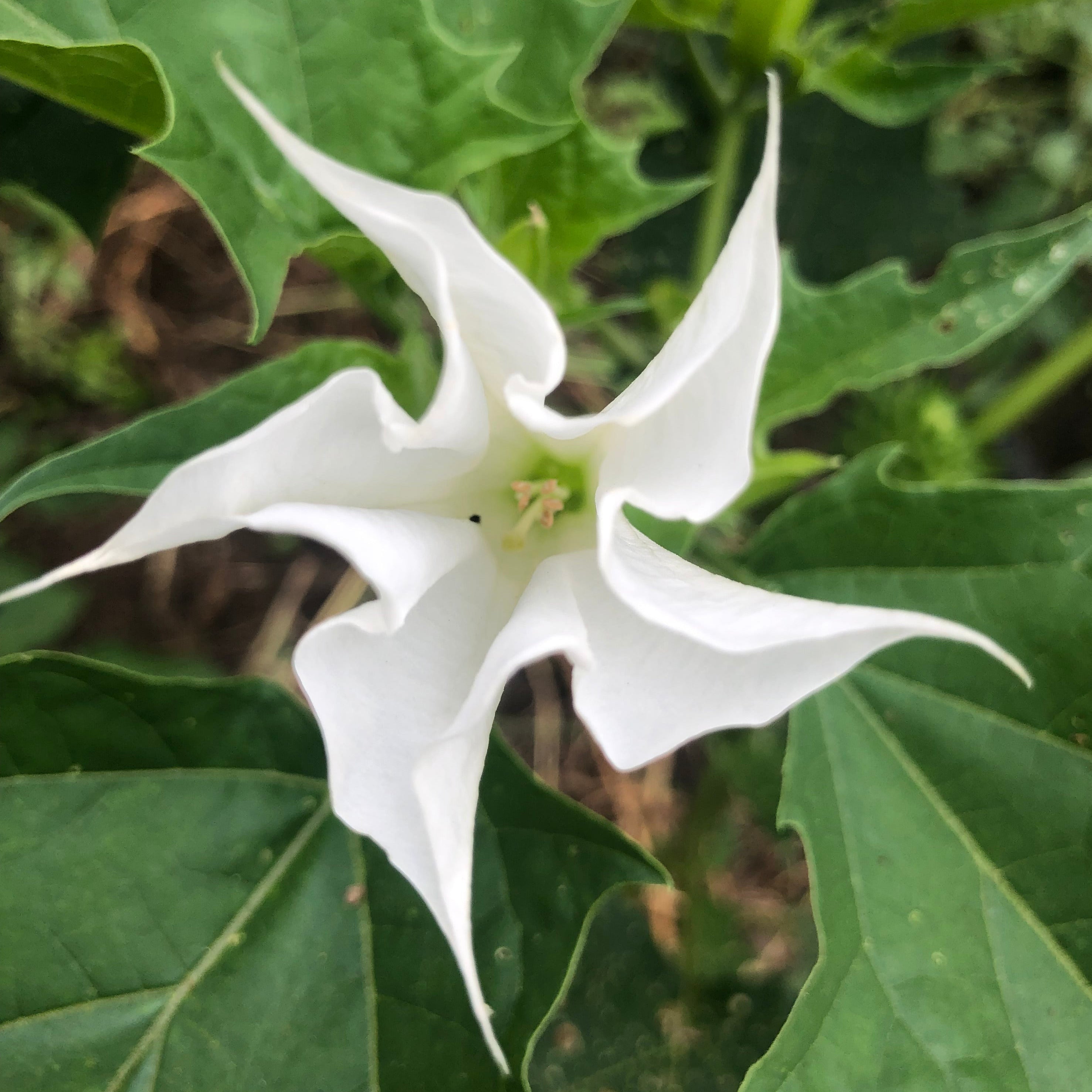 Moonflower, Datura