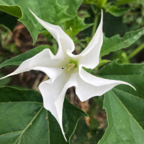 Moonflower, Datura