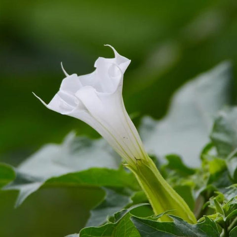 Moonflower, Datura