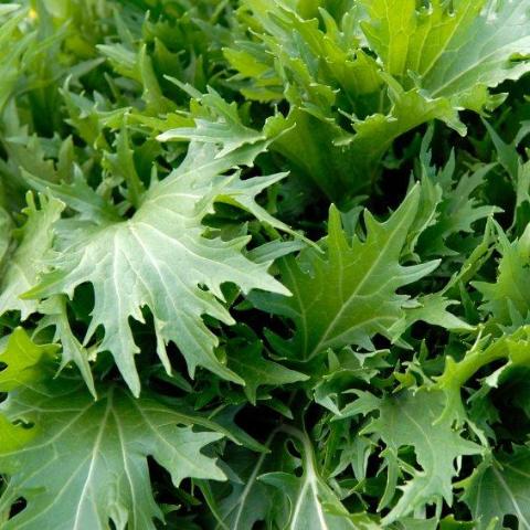 Mitzuna, organic, open pollinated, greens