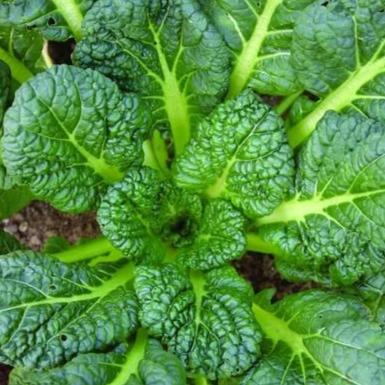 Mustard, Yukina savoy