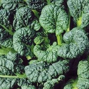 Mustard, Yukina savoy