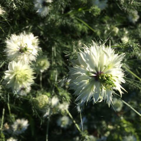 Nigella, White