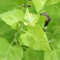 Orach, Lime Green