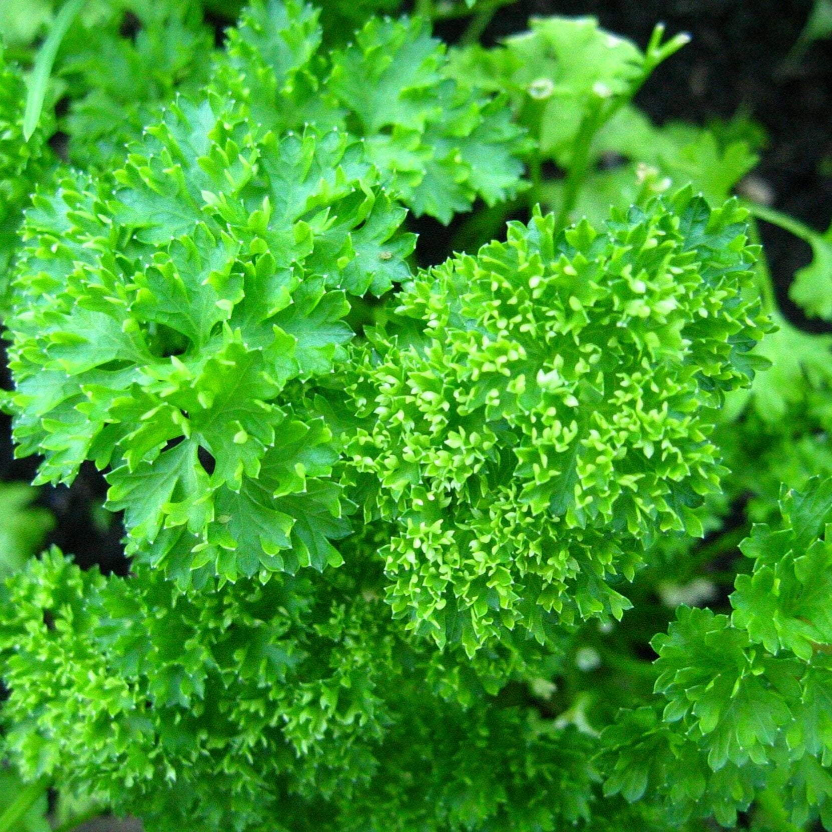 Parsley, Moss Green Curled