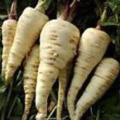 Parsnip, Turga