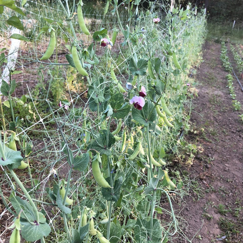 Peas, Magnolia Blossom