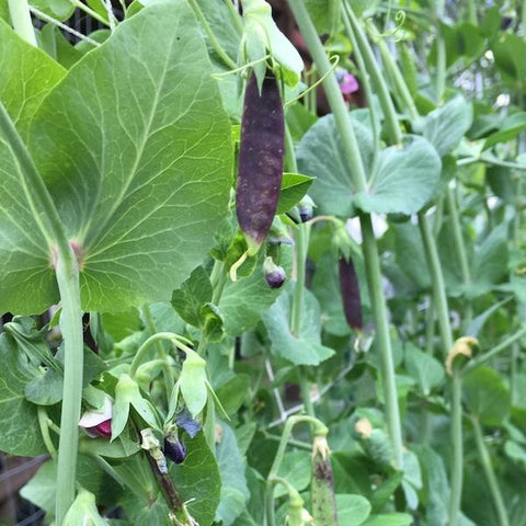 Peas, Sugar Magnolia