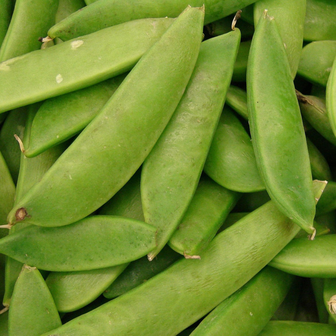 Peas, Sweet Gem Snap