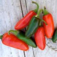 Pepper, Early Jalapeno