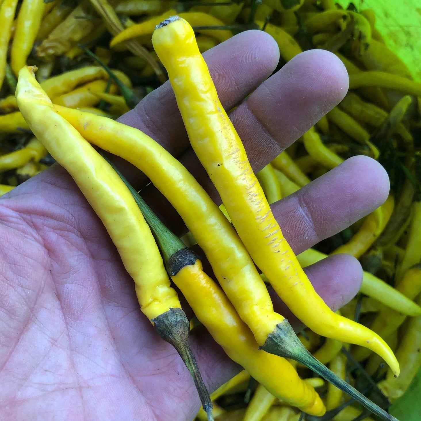 Pepper, Cayenne, Golden