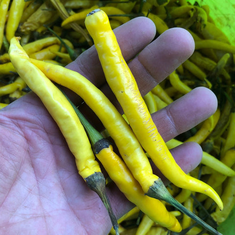 Pepper, Cayenne, Golden