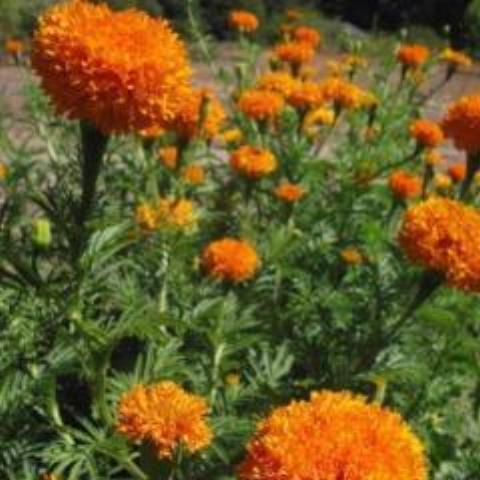 Marigold, Pesche's Gold