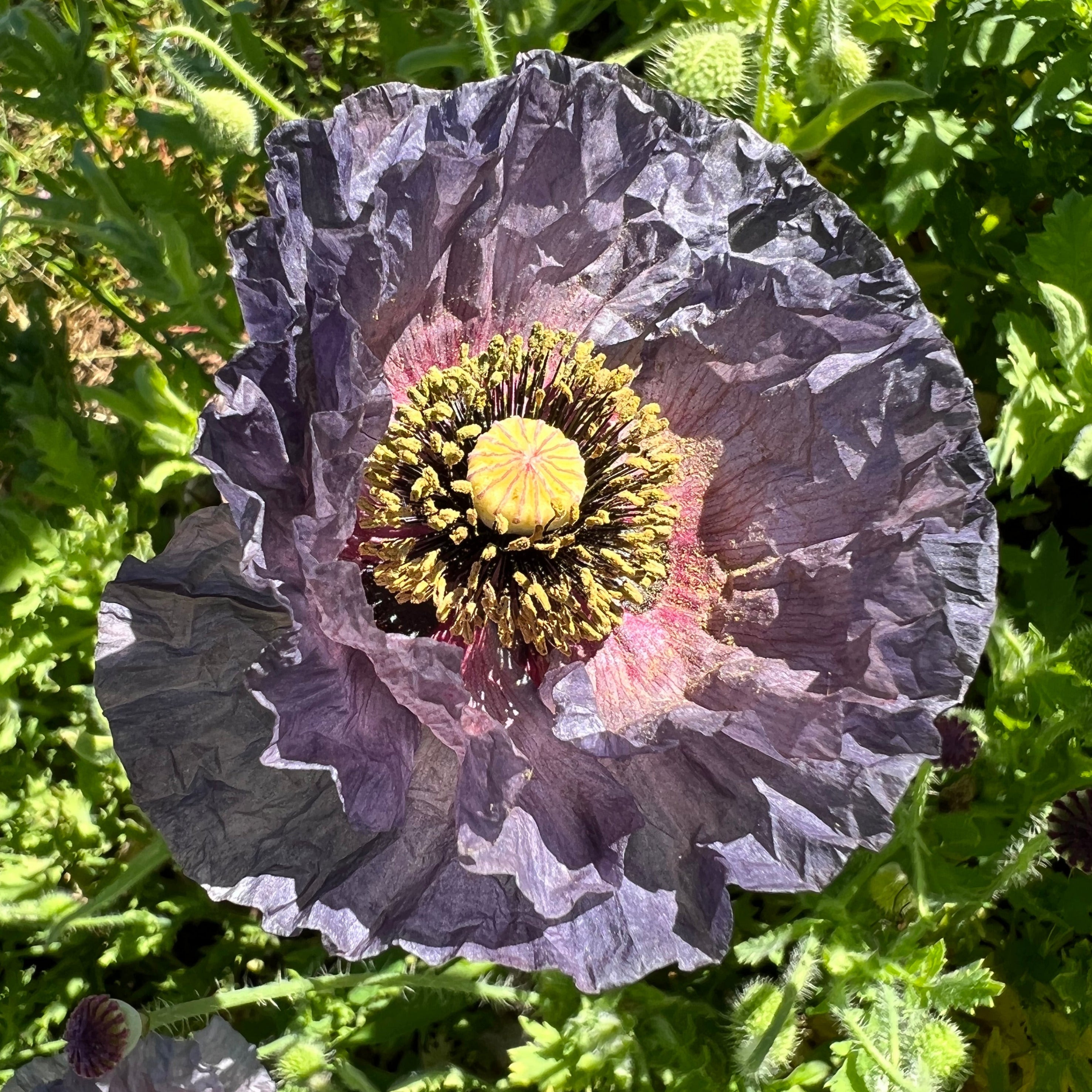 Poppy, Amazing Grey Shirley