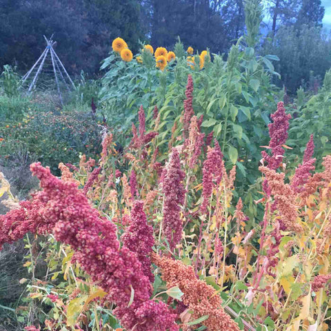 Quinoa, Brightest Brilliant