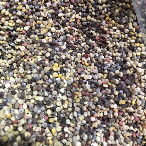 QUINOA, Colorado Rainbow