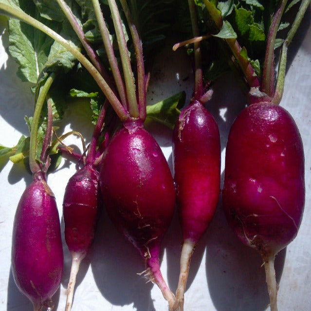 Radish, Purple Sunrise