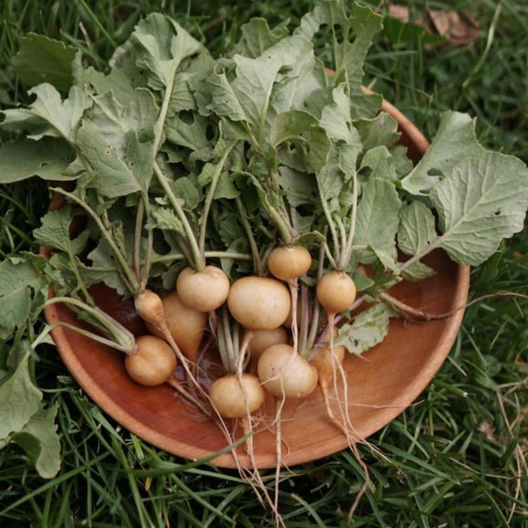 Radish, Zlata Gold
