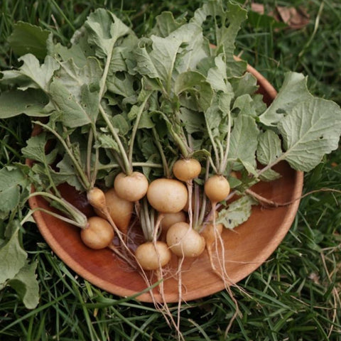 Radish, Zlata Gold