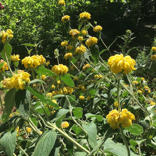 Sage, Jerusalem, organic, open pollinated