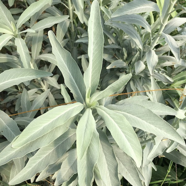Sage, White, organic, open pollinated