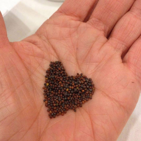 Gift Certificate (Mail!)