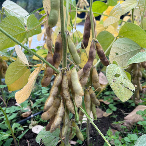 Beans, Musan, Soybean