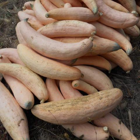 Winter Squash, North Georgia Candy Roaster