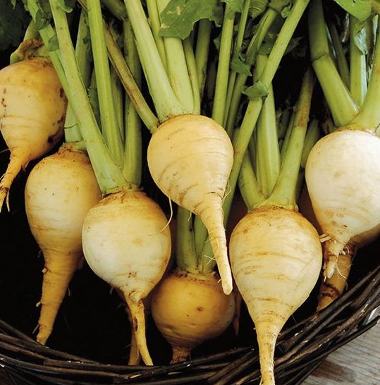 Turnip, Golden Globe